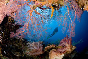 Diving in Papua New Guinea