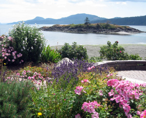 Blooms in the San Juan Islands