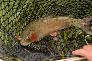 Colorado cutthroat trout