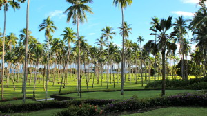 Laucala Island's Coconut Plantation