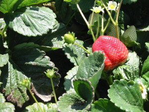 Santa Maria Valley strawberries