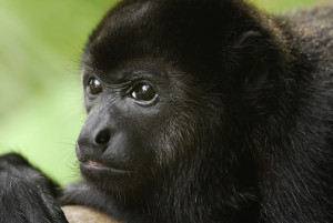 Howler Monkey in Belize