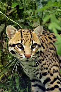 Ocelot in Belize Jungle