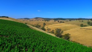 Barossa Valley Vineyard