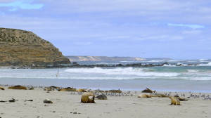 Seal Bay Conservation Park, KI