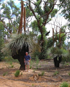 Yakka Tree, KI