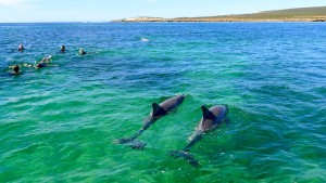 Dolphin Swim in Baird Bay, SA