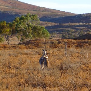 Hugging Kangaroos in SA