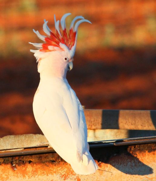 Major Mitchell Cockatoo