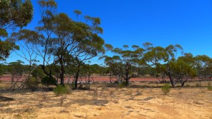 Mallee bush, GRWS, SA