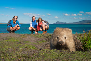 Maria Island Wombat