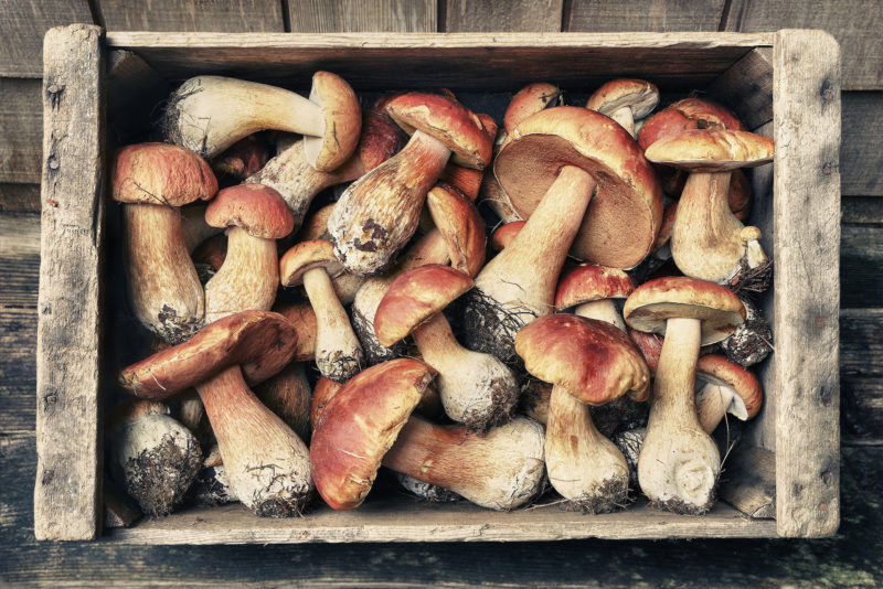 mushroom, mendocino, california