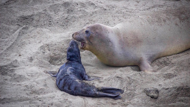 Elephant Seals, Cambria, CA