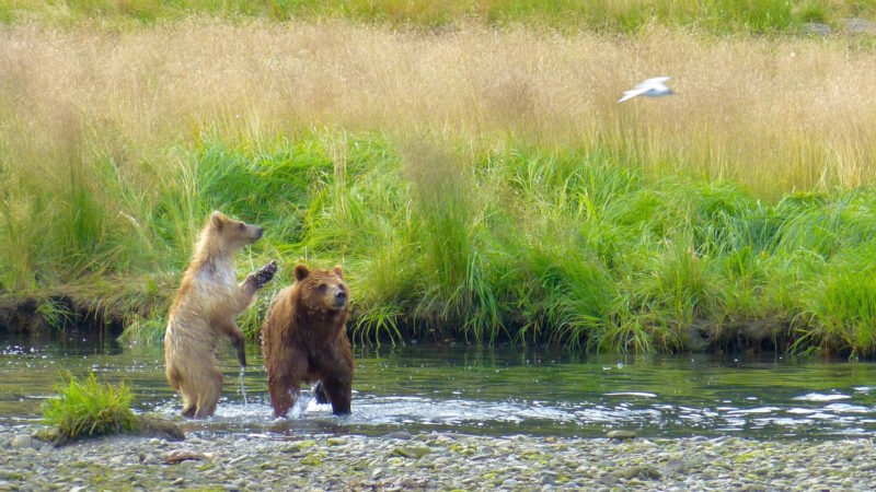 Tongass National Forest, Alaska